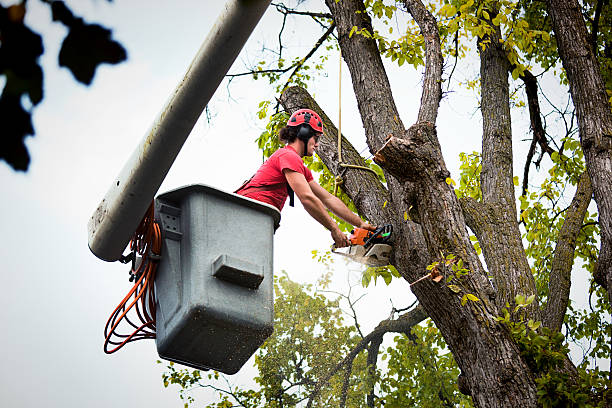 Best Tree and Shrub Care  in Kdeer, IL